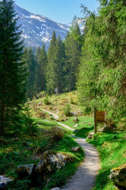 Alpine trails among tall spruces and snow-capped mountains in the background hinter tux. High quality photo clipart