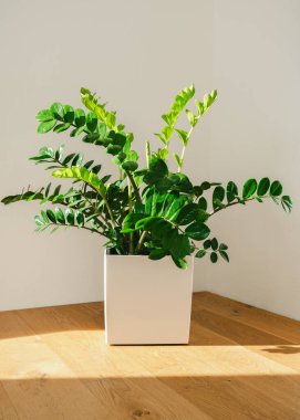 Zamiokulkas yaprakların üzerine doğrudan güneş ışığı altında çiçek beyaz duvarlı bir odanın köşesinde duruyor. Yüksek kalite fotoğraf. Yüksek kalite fotoğraf