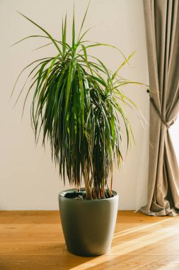 Dracena, beyaz duvarın yanındaki odada. Yüksek kalite fotoğraf