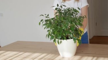 Eller bej renkli bir saksıyı bir çiçek bitkisini naklettikten sonra bezle iyice siliyor. Nakil yaptıktan sonra bir çiçeği sulamak. Yüksek kalite 4k görüntü