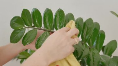 Zamiokulcas yaprakları tozdan esniyor, doğal ışıkta uzun bir Zamiokulcas dalı. Yüksek kalite fotoğraf