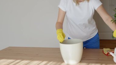 Bir Ficus benjamina daha büyük bir çömleğe nakil için hazırlanıyor. Pencereden gelen doğal ışıkla yıkanan bitki bir masanın üzerinde duruyor. Toprak, kökler ve bir sonraki adım için yeni bir demlik hazır.