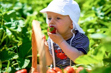 Kafasında beyaz bir panama ile tarladaki parlak güneş tarafından aydınlatılan olgun sulu kırmızı çilek. - Evet. Yüksek kalite fotoğraf
