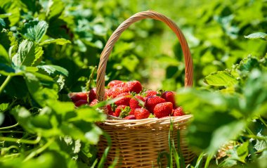 Çilek tarlaları arasında duran sepetteki sulu kırmızı çilekler parlak güneş ışığıyla aydınlanır. 