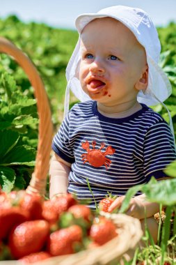 Kafasında beyaz bir panama ile tarladaki parlak güneş tarafından aydınlatılan olgun sulu kırmızı çilek. - Evet. Yüksek kalite fotoğraf