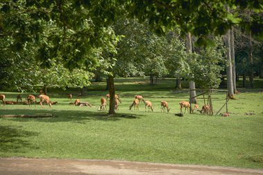Güneşli bir yaz gününde ağaçların arasında yürüyen genç geyiklerin olduğu yeşil bir park, Dünya Günü. Yüksek kalite fotoğraf