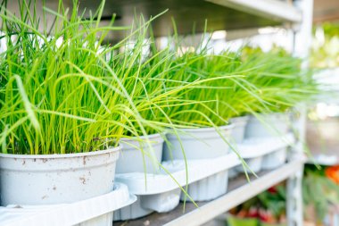 Beyaz kaplara dikilmiş canlı yeşil çimlerin görüntüsü, düzgünce sergilenmiş raflarda. Bahçe işleri, bitki bakımı ya da ev dekorasyonu için mükemmel.