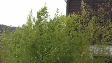 Bambu ağaçlarının tepeleri meltemle hareket ederek berrak mavi gökyüzünün arka planına karşı barışçıl bir sahne oluşturur. Yaprakların zarif hareketi doğanın ve rüzgarın güzelliğini yakalar..