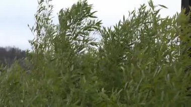 Bambu ağaçlarının tepeleri rüzgarda hafifçe sallanıyor, uzun yeşil yaprakları parlak mavi gökyüzüne karşı çırpınıyor. Sahne, doğa hareketlerinde bir sükunet ve sükunet hissi veriyor.