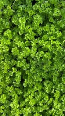 Bahçede yetişen yemyeşil maydanoz yapraklarının yukarıdan görünüşü. Canlı ve sağlıklı yeşillik, aşçılık ve bitkisel kullanım için yoğun ve dokulu bir yüzey yaratıyor..