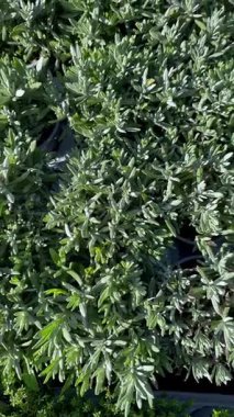 Verimli yeşil lavanta bitkilerinden oluşan yoğun kümeler güneş ışığıyla yıkanır, canlı yapraklarını ve sakinleştirici varlıklarını sergilerler. Doğa ve bahçıvanlıkla ilgili konular için ideal.