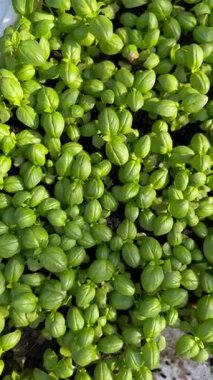 Canlı yeşil fesleğen filizlerinin yakın çekimi yoğun bir şekilde büyüyor ve sağlıklı yapraklar sergiliyor. Bahçıvanlık meraklıları ve bitkisel bitki tasvirleri için ideal. Doğal ortamdaki taze büyümeyi vurguluyor