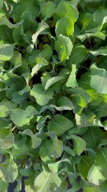 Bahçedeki canlı yeşil lahana yapraklarının üst görüntüsü bitkinin yemyeşil ve sağlıklı büyümesini gözler önüne seriyor. Bahçe meraklıları ve sağlıklı beslenme kavramları için ideal..