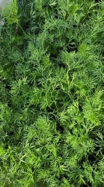 Taze ve canlı dereotu yaprakları yoğun bir şekilde bahçe alanını kaplıyor, karmaşık ve hassas dantel benzeri yapılarını gözler önüne seriyor, aşçılık ve bitkisel takviyeler için mükemmel.