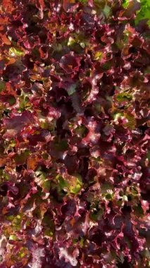 Parlak güneş ışığı altında kıvırcık dokusunu gösteren canlı kırmızı yaprak marulunun yakın çekim görüntüsü. Renkler ve organik desenler tazeliği ve doğal güzelliği vurgular..