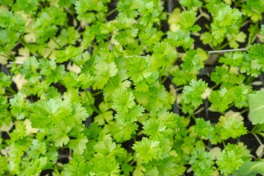 Canlı yeşil maydanoz yaprakları çerçeveyi yoğun bir şekilde dolduruyor ve bir bahçe ortamında sağlıklı büyüme gösteriyor. Taze yapraklar gelişen ve yemyeşil bir bitki çevresi olduğunu gösteriyor..