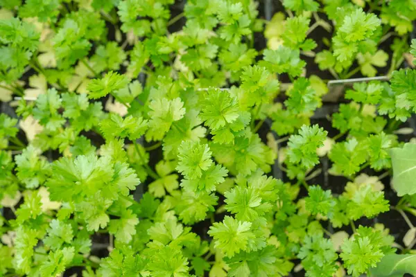 Canlı yeşil maydanoz yaprakları çerçeveyi yoğun bir şekilde dolduruyor ve bir bahçe ortamında sağlıklı büyüme gösteriyor. Taze yapraklar gelişen ve yemyeşil bir bitki çevresi olduğunu gösteriyor..