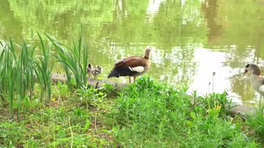 Kazlarıyla birlikte Mısır kazları yemyeşil alanlarla çevrili nehir kenarındaki bir alanı keşfediyorlar. Yetişkin kazlar özenlidir. Yavrulara göz kulak olurlar. Doğal ortamlarında gezinirler..
