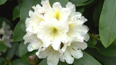 Canlı yeşil yapraklarla çevrili beyaz rhododendron çiçeği. Narin yapraklar ve gür yeşillik huzurlu ve doğal bir bahçe sahnesi yaratır..