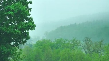 Yeşil yaprakların farklı tonlarında parlak ormanlarla kaplı sisli bir manzara. Yeşil bir yamaçta sağanak yağış, uzak ağaçları gizleyen ve göksel bir atmosfer yaratıyor.