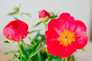 Gün ışığında güzel kırmızı şakayık. Makro, taç yaprağı dokusunu ve doğal güzelliği yakalar. Bahar ya da bitkisel içerik için idealdir..