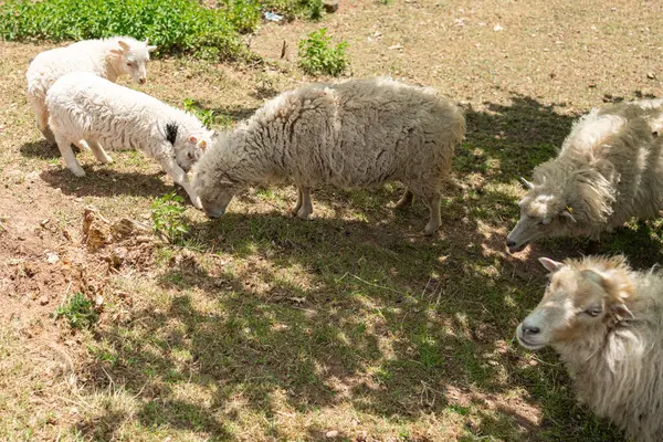 Küçük bir koyun sürüsü, çevresi yeşilliklerle çevrili güneşli bir çayırda sessizce otlar. Tüylü kürkleri sakince ot ararken güneş ışığını yakalıyor ve sakin bir kırsal alan yaratıyor..