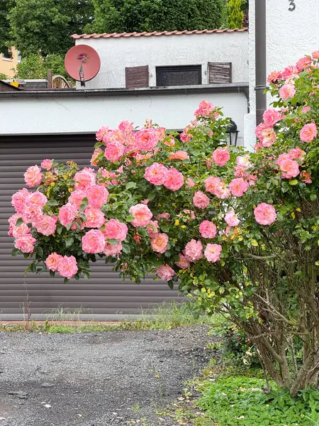 Çiçek açan gür pembe güller kırsal bir evin arka planına çarpıcı bir bahçe görüntüsü oluşturur. Canlı çiçekler yazların özünü yakalar güzellik ve sükunetin.