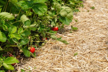 Çilekler yemyeşil yapraklarla çevrili bir bahçe yatağında yetişir. Canlı kırmızı meyveler, açık havada sağlıklı bir büyüme gösteren altın pipetle tezat oluşturuyor..