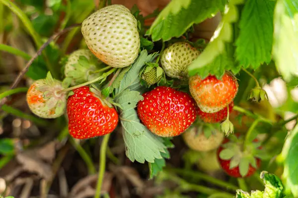 Değişik olgunlaşan aşamalardaki çileklerin canlı görüntüsü, bitkinin üzerinde yeşil olgunlaşmamış meyve ve kırmızı olgun meyve sergiliyor. Doğal büyüme ve çeşitliliği vurgulayan yakın plan bir görünüm.
