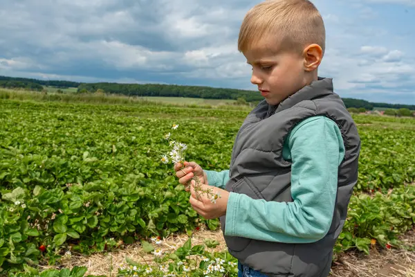 Çelik yelek giymiş küçük bir çocuk yemyeşil bir tarlada kır çiçeklerini topluyor, merak ve doğa ile bağlantısını gösteriyor. Manzaralı arka plan, kırsal manzaraların güzelliğini vurgular..