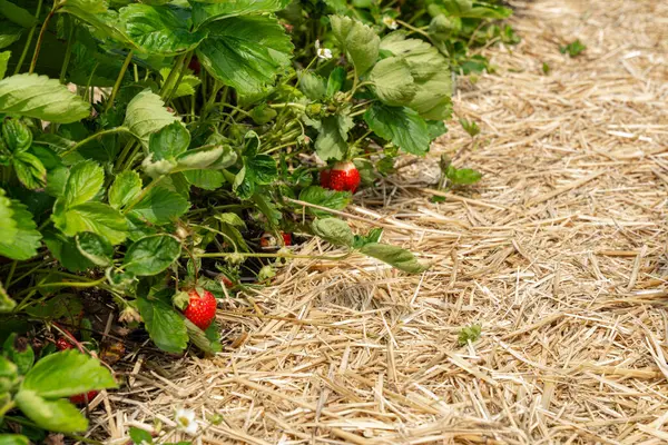 Çilekler yemyeşil yapraklarla çevrili bir bahçe yatağında yetişir. Canlı kırmızı meyveler, açık havada sağlıklı bir büyüme gösteren altın pipetle tezat oluşturuyor..