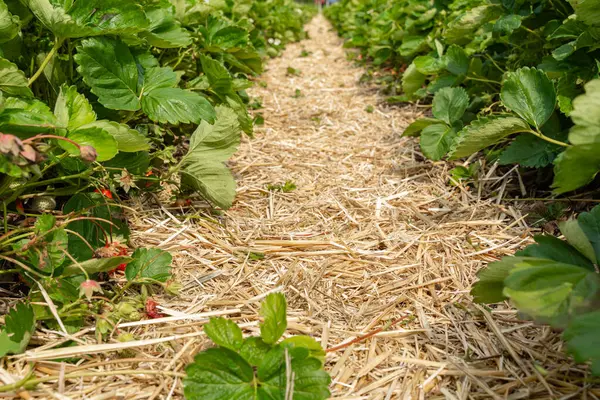 Çilek bitkileri kırsal bir tarlada çimenli bir patika boyunca gelişiyor. Yemyeşil yapraklar ve olgun çilekler, tarım hayatının canlı bir tasvirini sunar..