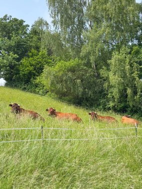 İnekler uzun otlar ve yemyeşil ağaçlarla çevrili yeşil bir yamaçta rahatlar ve otlarlar. Sakin sahne, güneşli bir günde doğanın ve kırsal yaşamın özünü yakalar..