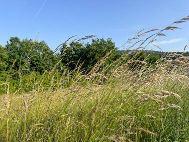 Uzun otlar, parlak ve berrak bir gökyüzünün altındaki bir çayırda yavaşça sallanıyor. Bereketli yeşil manzara ve uzak ağaçlar huzurlu bir kırsal bölgenin özünü yansıtan sakin bir atmosfer yaratıyor..