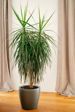 Uzun, sivri yeşil yapraklı, parlak, modern gri tencereli yukka bitkisi. Açık renkli perdelerin yanındaki ahşap zemine yerleştirilmiş iç dekora doğal bir dokunuş katıyor..