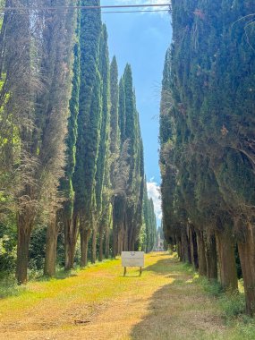 Yükselen selvi ağaçlarıyla kaplı sakin bir patika açık mavi gökyüzünün altına kadar uzanıyor. Güneş ışığı dalların arasından süzülerek huzurlu bir doğal manzara yaratır..