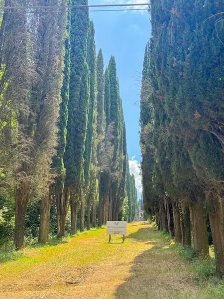 Yükselen selvi ağaçlarıyla kaplı sakin bir patika açık mavi gökyüzünün altına kadar uzanıyor. Güneş ışığı dalların arasından süzülerek huzurlu bir doğal manzara yaratır..