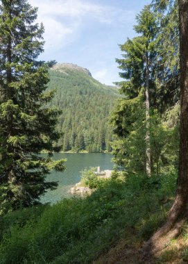 Bütün çam ağaçları Alp Gölü manzarasına açılıyor. Seyahat, macera, keşif ve çevre için mükemmel bir tema.