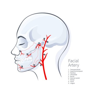 Beyaz arka planda kadın kafa kafatası yüz arteri şeması vektör çizimi