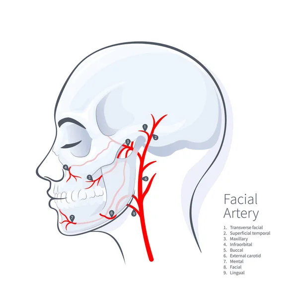 女性頭部頭蓋顔面動脈スキームベクトルイラスト上の白い背景 — ストックベクタ