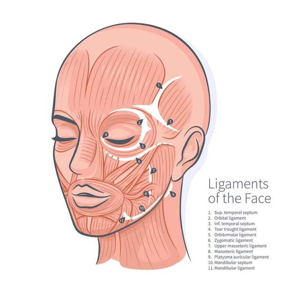 Ligaments Visage Schéma Musculaire Illustration Vectorielle Portrait Visage Femme — Image vectorielle