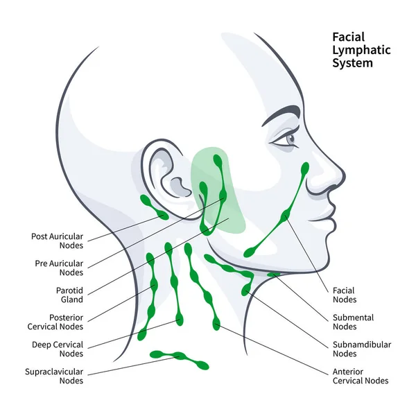 Profil Femme Ganglions Système Lymphatique Facial Illustration Vectorielle Sur Fond — Image vectorielle