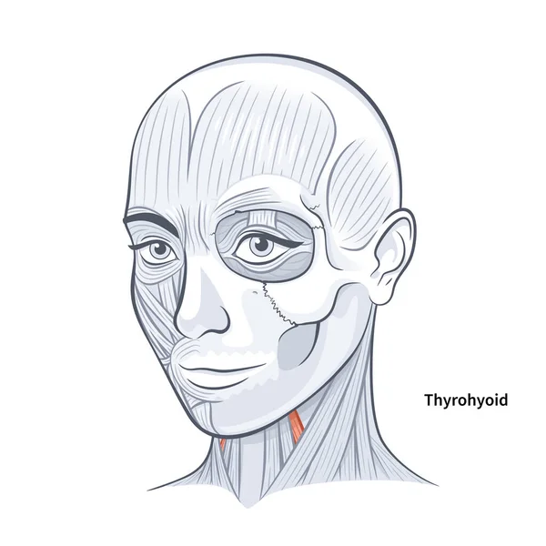 女性の顔の解剖学甲状腺の首の筋肉のベクトル図白の背景 — ストックベクタ