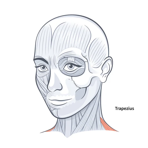 女性の顔解剖学Trapezius首筋ベクトルイラスト上の白い背景 — ストックベクタ