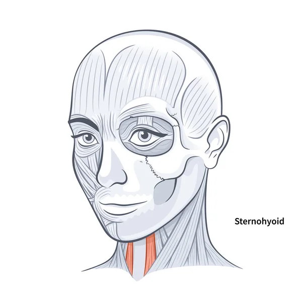 白い背景の女性の顔の解剖学的ステロイドの首の筋肉のベクトル図 — ストックベクタ