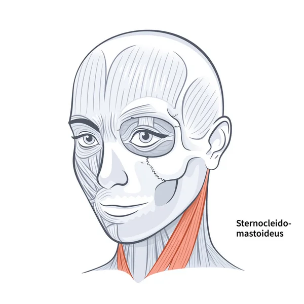 女性の顔Sternocleidomastoideusネック筋肉イラスト上の白い背景 — ストックベクタ