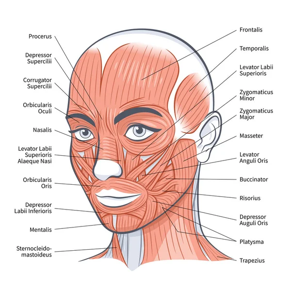 女性の顔の筋肉スキーム 白い背景ベクトル図上に分離された詳細な明るい解剖図 — ストックベクタ