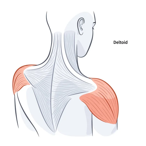 Donne Spalla Schiena Struttura Muscolare Vettoriale Illustrazione Sfondo Bianco — Vettoriale Stock