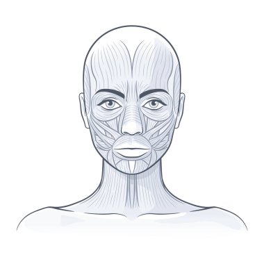Facial muscles of the female. Detailed bright anatomy isolated on a white background vector illustration clipart