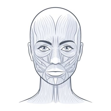 Facial muscles of the female. Detailed bright anatomy isolated on a white background vector illustration clipart